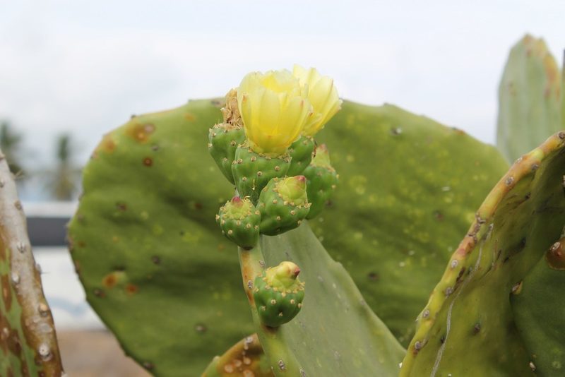 Opuntia excelsa, photographed by Viacheslav Shalisko