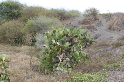 Opuntia excelsa, photographed by Viacheslav Shalisko