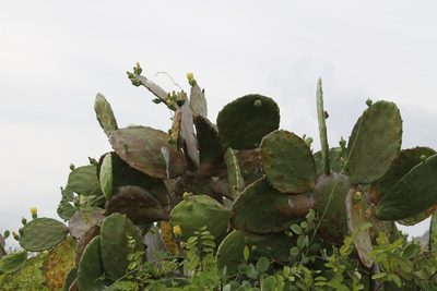 Opuntia excelsa, photographed by Viacheslav Shalisko