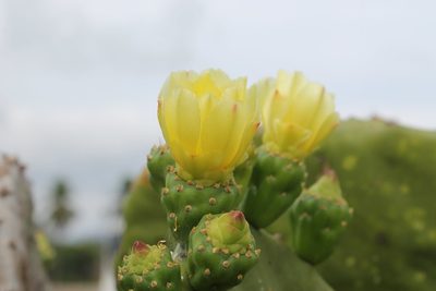 Opuntia excelsa, photographed by Viacheslav Shalisko