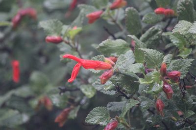 Salvia regla, photographed by José Belem Hernández Díaz