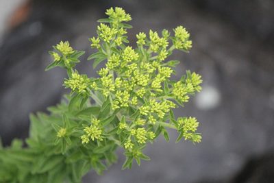 Stevia serrata, photographed by José Belem Hernández Díaz