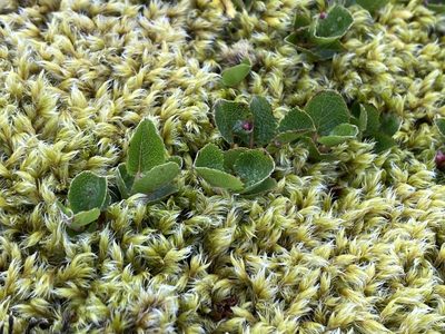 Salix herbacea, photographed by Alan Weakley