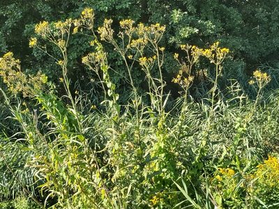 Sonchus palustris, photographed by Tomas Pocius