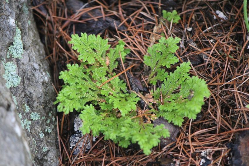 Selaginella pallescens, photographed by José Belem Hernández Díaz