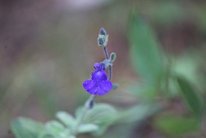 Salvia chamaedryoides, photographed by José Belem Hernández Díaz