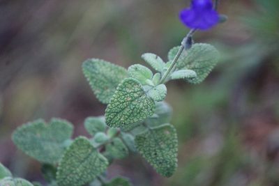Salvia chamaedryoides, photographed by José Belem Hernández Díaz