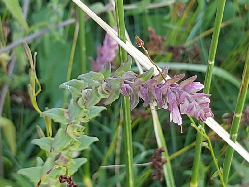 Odontites litoralis, photographed by Tomas Pocius