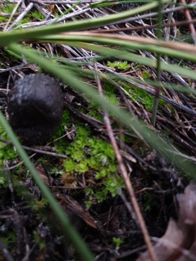 Pleurophascum occidentale, photographed by Em Lamond