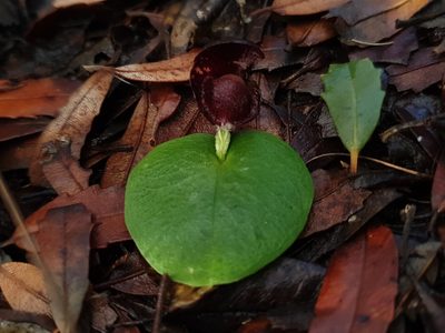 Corybas recurvus, photographed by Em Lamond