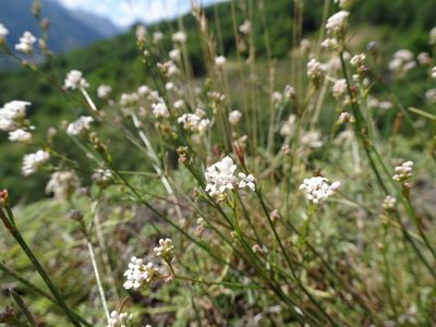Cynanchica pyrenaica, photographed by Thomas Koffel