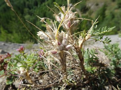 Astragalus sempervirens, photographed by Thomas Koffel