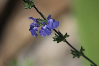 Salvia chamaedryoides, photographed by José Belem Hernández Díaz