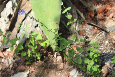 Salvia chamaedryoides, photographed by José Belem Hernández Díaz