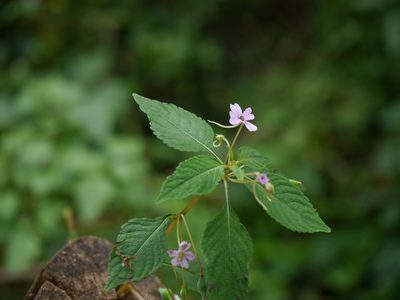 Impatiens dasysperma, photographed by Dinesh Valke