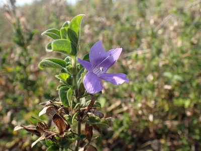 Barleria obtusa, photographed by Mahomed Desai