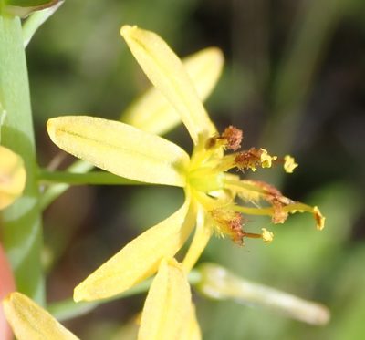 Bulbine cepacea, photographed by Nicola van Berkel