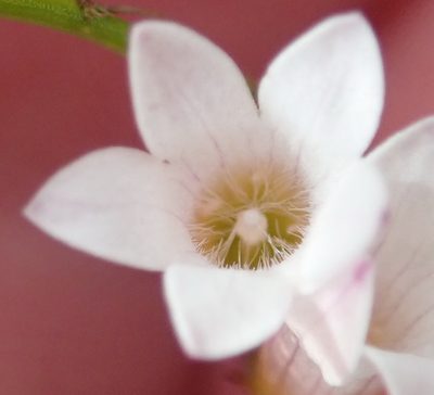 Siphocodon debilis, photographed by Nicola van Berkel