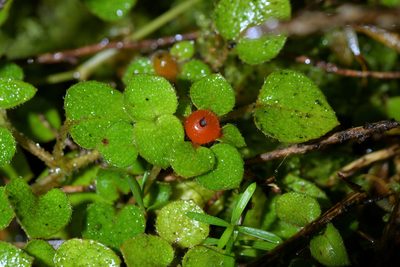 Nertera dichondrifolia, photographed by Christopher Stephens