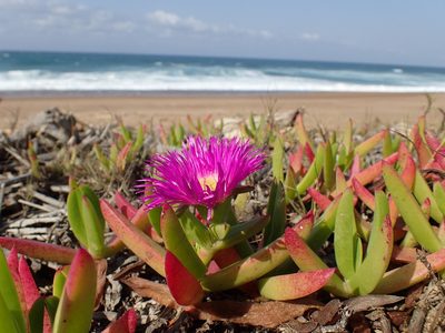 Carpobrotus dimidiatus, photographed by Mahomed Desai
