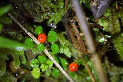 Nertera dichondrifolia, photographed by Christopher Stephens
