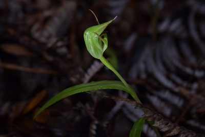 Pterostylis agathicola, photographed by Christopher Stephens