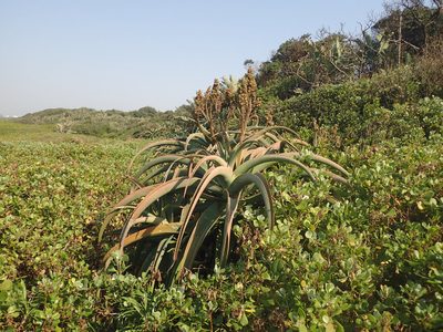 Aloe thraskii, photographed by Mahomed Desai