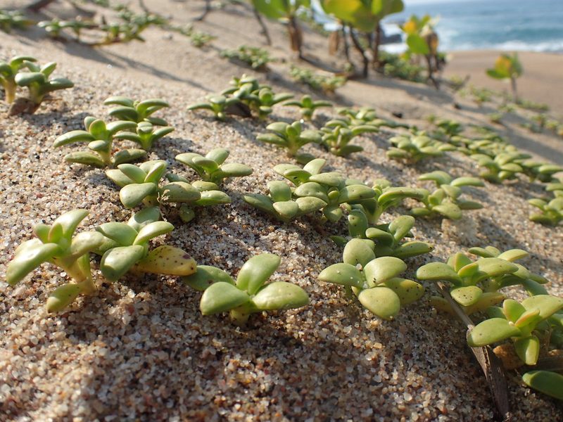 Phylohydrax carnosa, photographed by Mahomed Desai