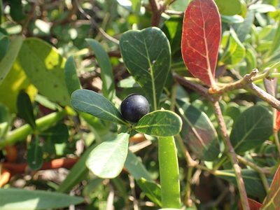 Rhoicissus digitata, photographed by Mahomed Desai