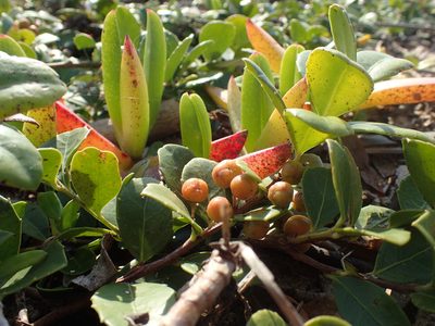 Maytenus procumbens, photographed by Mahomed Desai