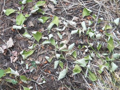 Antennaria racemosa, photographed by dougbrown