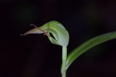 Pterostylis agathicola, photographed by Christopher Stephens