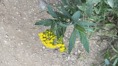 Senecio odoratus, photographed by Dylan Wishart