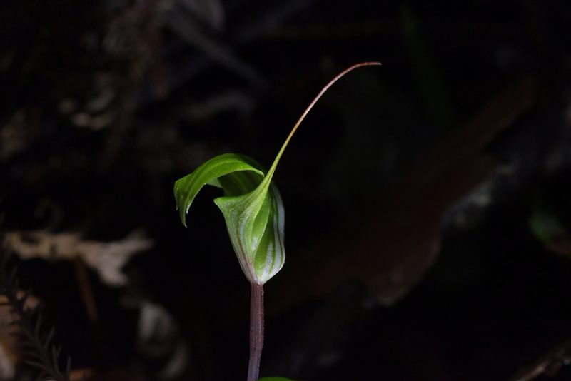 Pterostylis brumalis, photographed by Christopher Stephens
