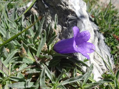 Campanula alpestris, photographed by Thomas Koffel