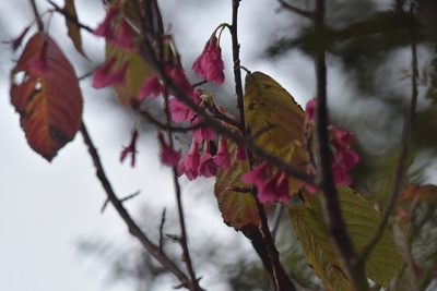 Prunus campanulata, photographed by Christopher Stephens