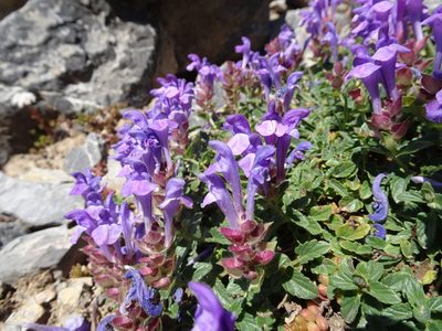 Scutellaria alpina, photographed by Thomas Koffel