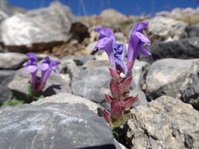 Scutellaria alpina, photographed by Thomas Koffel