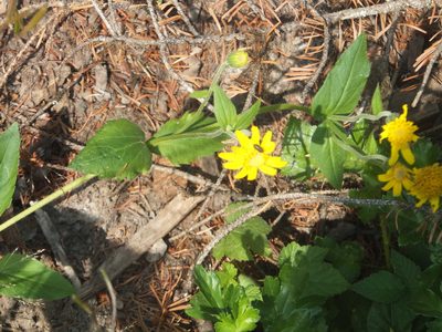 Arnica latifolia, photographed by dougbrown