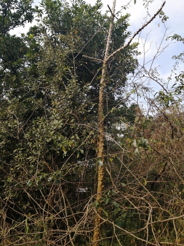 Erythrina livingstoniana, photographed by Mmatjie Mashao