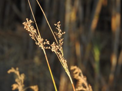 Juncus maritimus, photographed by Duarte Frade