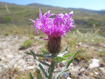 Centaurea nervosa, photographed by Thomas Koffel