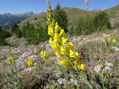 Linaria angustissima, photographed by Thomas Koffel