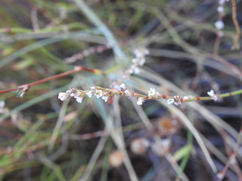 Polygonum equisetiforme, photographed by Duarte Frade