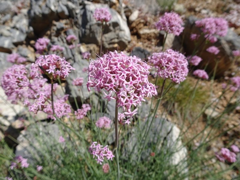 Valeriana nevadensis, photographed by Thomas Koffel