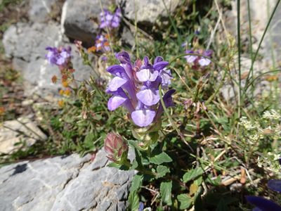 Scutellaria alpina, photographed by Thomas Koffel