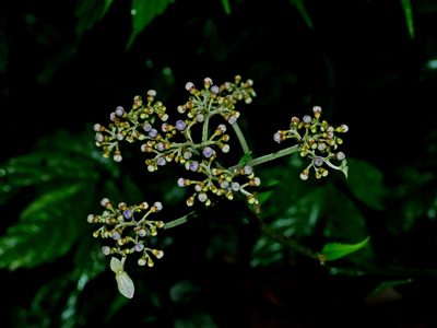 Hydrangea densifolia, photographed by Jacy Chen