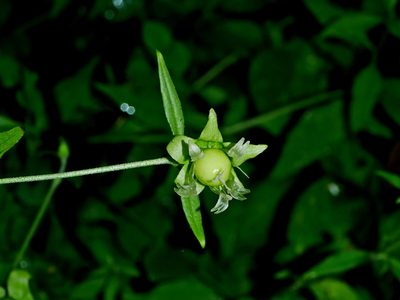 Silene baccifera, photographed by Jacy Chen