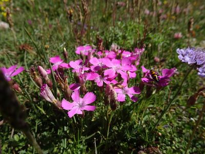 Dianthus pavonius, photographed by Thomas Koffel