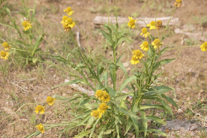 Helenium bigelovii, photographed by Diego Blanco